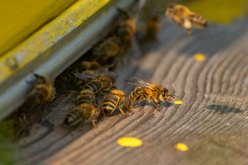 Beekeeping, beekeeper at work, bees in flight