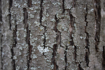 Obraz premium tree texture
