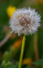 Dandelion
