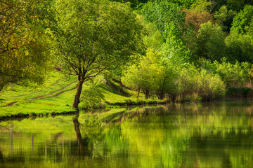 Fototapeta premium Group of tree at the green meadow. Field of green grass and blue sky in summer day. Tree line in formal park. Beautiful spring landscape in Republic of Moldova. Green landscape. Spring Nature.