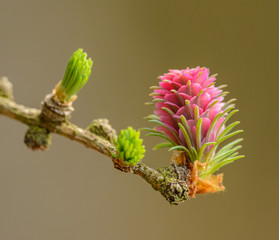 detail of female seed cone flower of European larch (larix decidua) at the end of twig