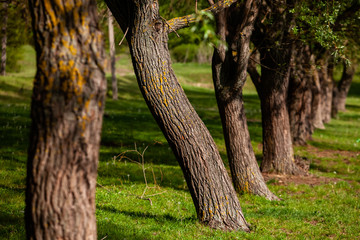 Group of tree at the green meadow. Field of green grass and blue sky in summer day. Tree line in formal park. Beautiful spring landscape in Republic of Moldova. Green landscape. Spring Nature.