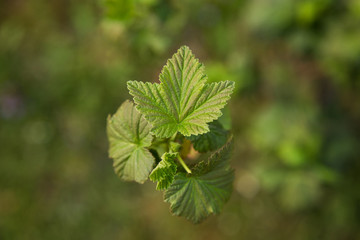 Zielony liść. Zbliżenie na zielony liść krzewu. Krzew.