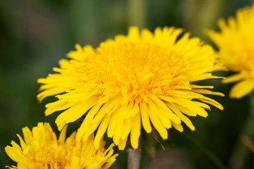 Dandelion
