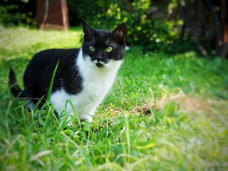a black and white domestic cat walks in the garden on the green grass on a summer day