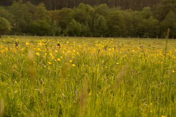 Fototapeta premium grass field at sunset in summer