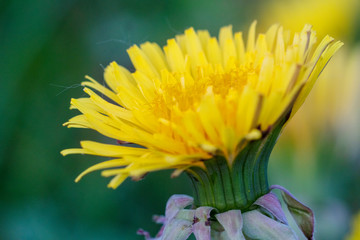 Fototapeta premium Dandelion 