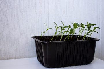 Young plants for planting in the ground