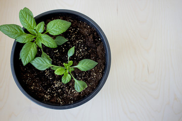young plants on the table (top view)