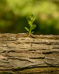 fresh offshoot on fallen stem on willow tree