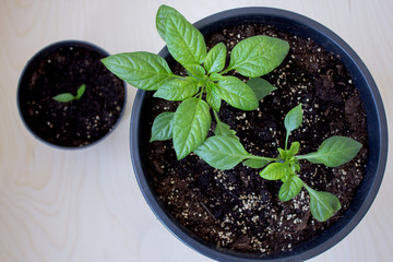 young plants on the table (top view)