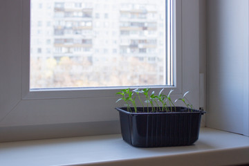 Young seedlings on the window