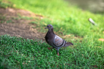 The background of pigeons foraging under large trees, with motion blur according to animal instincts.