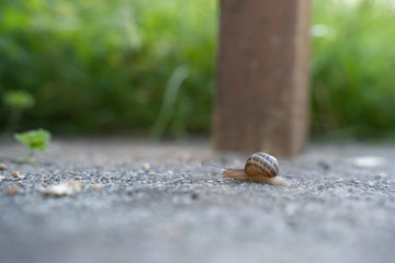 snail moving slowly in the ground