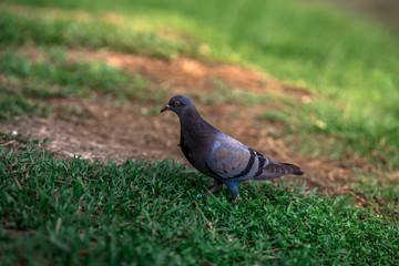 The background of pigeons foraging under large trees, with motion blur according to animal instincts.