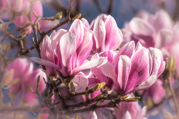 blühende magnolie mit unschärfe