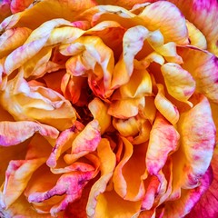 makro abstrakt blühende blume hintergrund in orange und lila