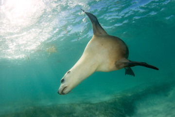 Fototapeta premium Australian Sea Lion underwater portrait photo