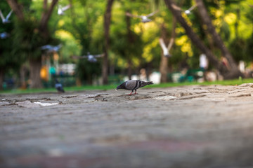 The background of pigeons foraging under large trees, with motion blur according to animal instincts.
