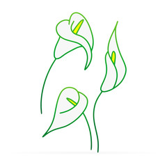 Doodle calla lilies icon isolated on white. Sketch flower. Hand drawing line art. Outline vector stock illustration