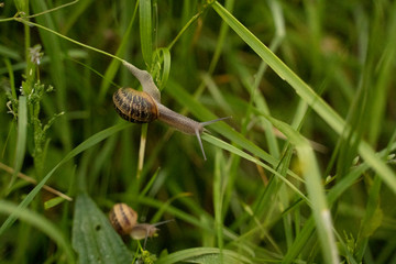 snail in the grass