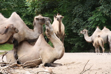 kamele dromedar im Zoo