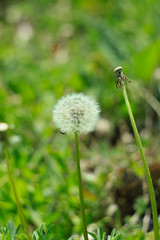 White fluffy dandelion flower on the green grass blurred bokeh amazing nature background. Tranquil closeup plants macro wallpaper. Beautiful meadow flower screensaver on the desktop. Copy space.