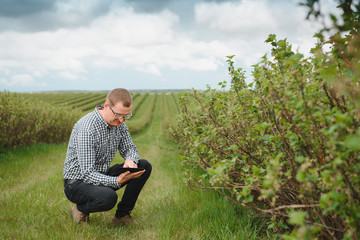 young farmer inspects currant field. The concept of fruit and berry farming