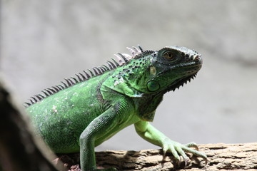 Grüner Leguan