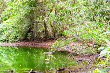 Crocodile next to bird in green lagoon