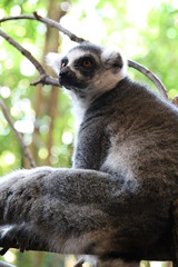 Lemur  in der Wildness