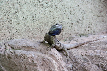 Bartagame