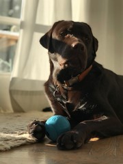 Brown Labrador, Sun, Model
