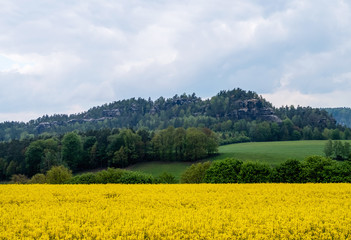 Felsen der Sächsischen Schweiz mit Rapsfeld