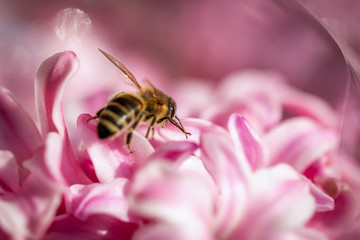 Bee on a spring flower collecting pollen and nectar