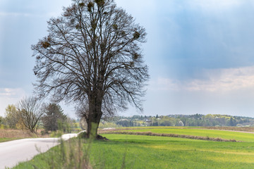 Rural spring landscape with road and tree, sunny day before storm, cloudy sky