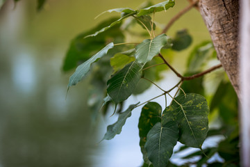 The natural background of the trunks of trees planted in the park, with blurred winds, fresh air and coolness.