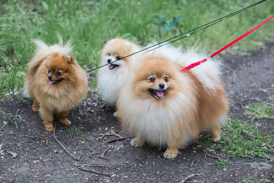
fluffy dogs walk in the spring forest