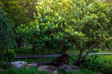 The natural background of the trunks of trees planted in the park, with blurred winds, fresh air and coolness.