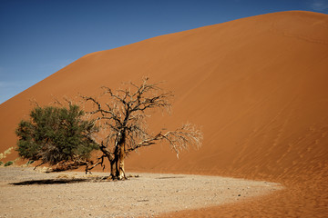 Fototapeta na wymiar Dead camelthorn tree and contrasting sand colours in Namib-Naukluft Park in Namibia, Africa.