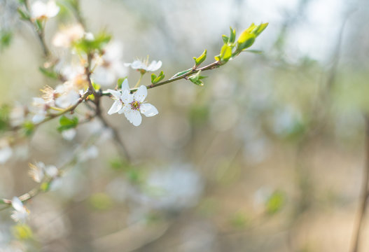 Tree cherry blossom with blurred background, spring bokeh photography, april concept banner