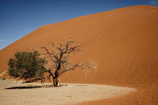 Dead camelthorn tree and contrasting sand colours in Namib-Naukluft Park in Namibia, Africa.