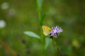 butterfly on a flower