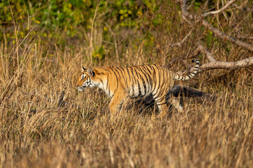 corbett tiger in action with tail up and stalking prey while walking in grassland. Side view of full length tiger at dhikala zone safari of jim corbett national park or tiger reserve uttarakhand india
