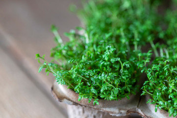 Microgreen, organic food. Growing sprouts at home. Healthy eating concept.