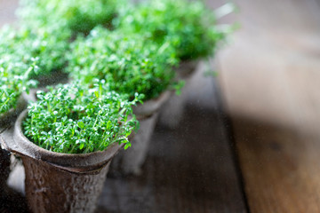 Microgreen, organic food. Growing sprouts at home. Healthy eating concept.