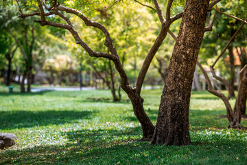 The natural background of the trunks of trees planted in the park, with blurred winds, fresh air and coolness.