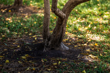 Close-up view of the various plants planted in the park,for the beauty of the spectators,fresh and comfortable,while resting during the day
