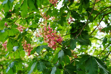 Rote Kastanienblüten