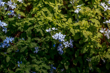 Close-up view of the various plants planted in the park,for the beauty of the spectators,fresh and comfortable,while resting during the day